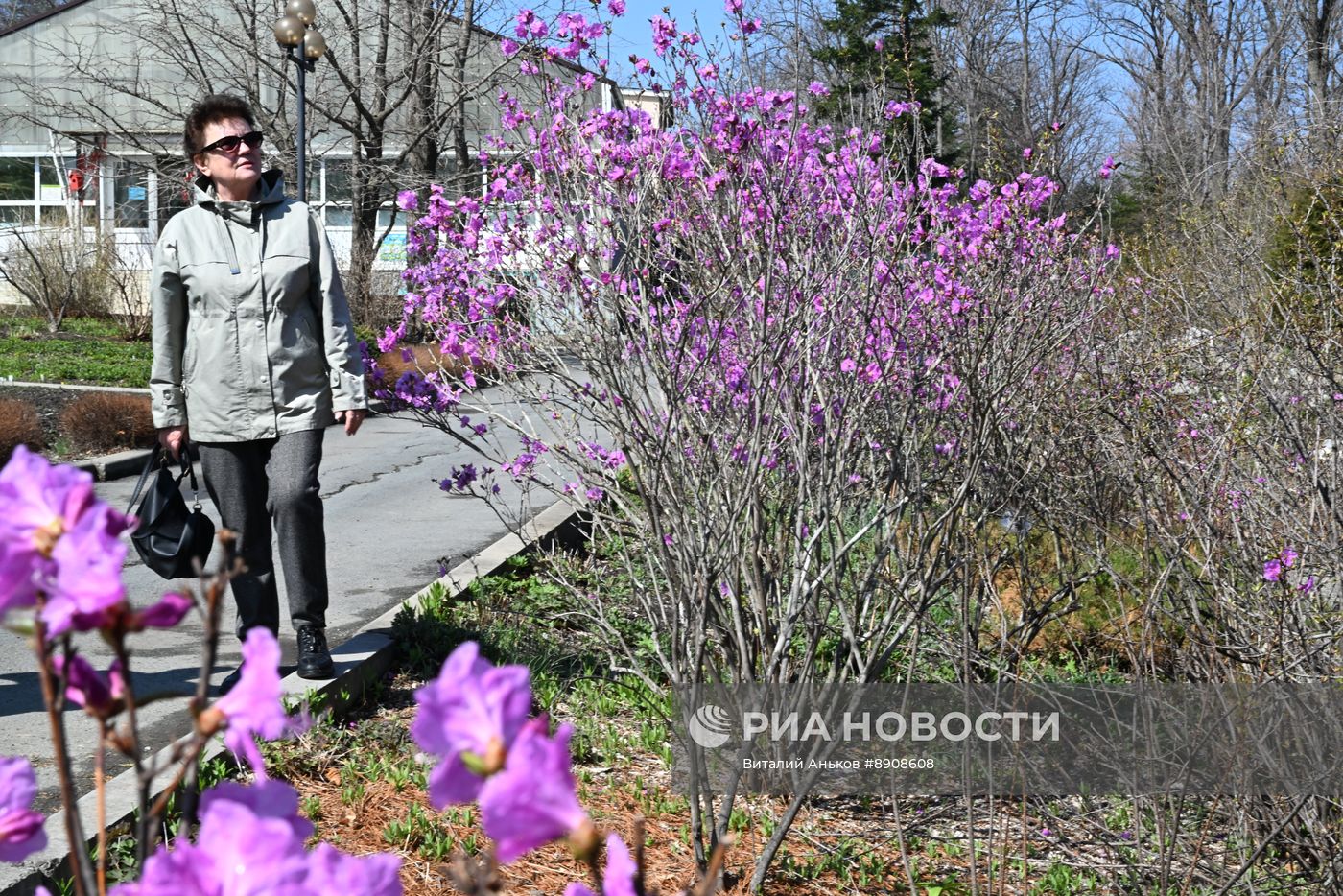 Цветение рододендрона в Приморском крае