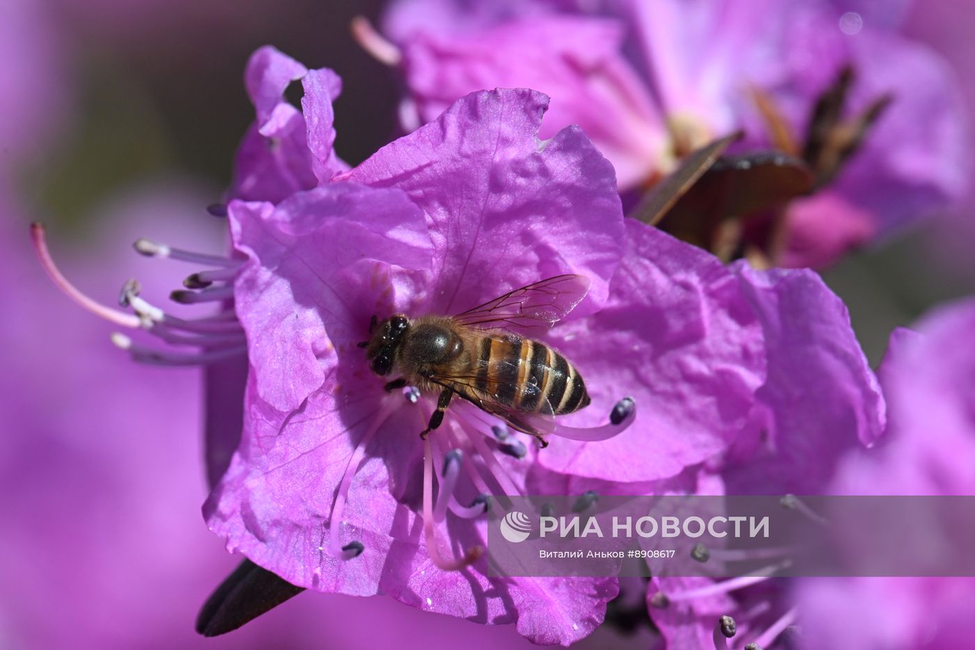 Цветение рододендрона в Приморском крае