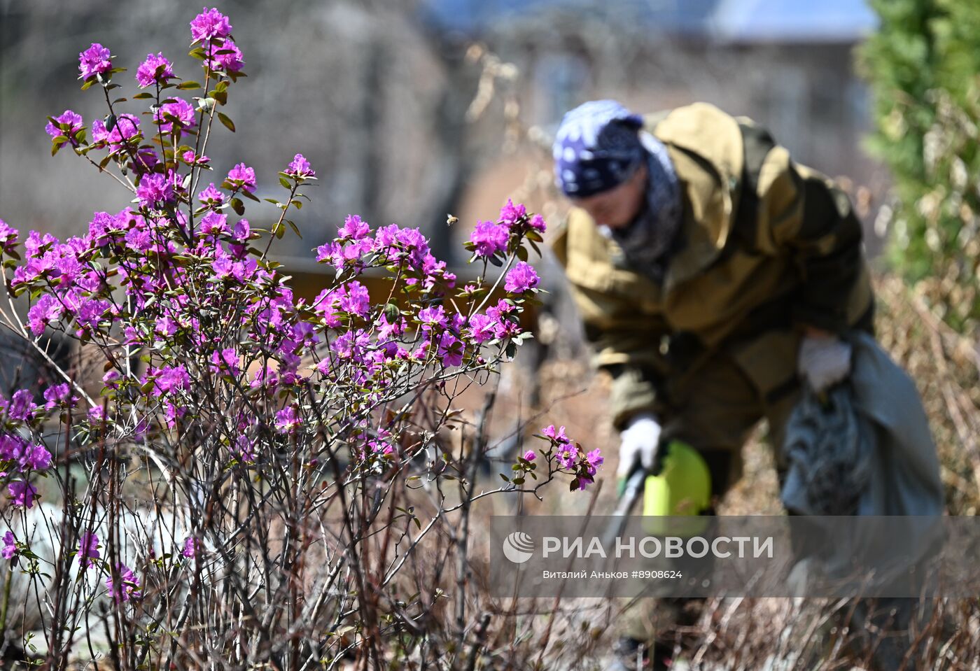 Цветение рододендрона в Приморском крае