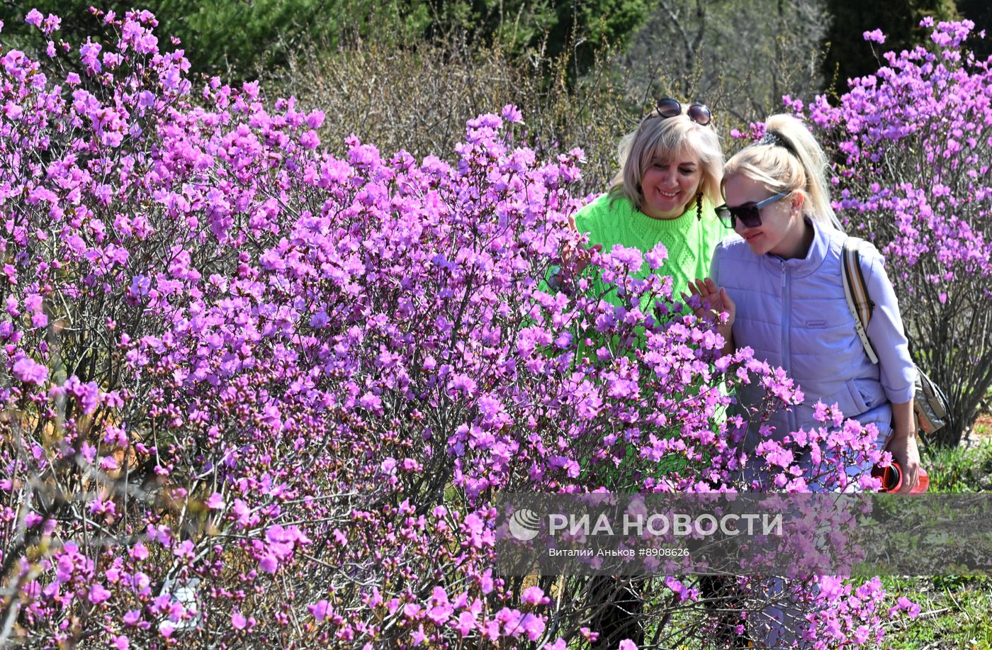 Цветение рододендрона в Приморском крае