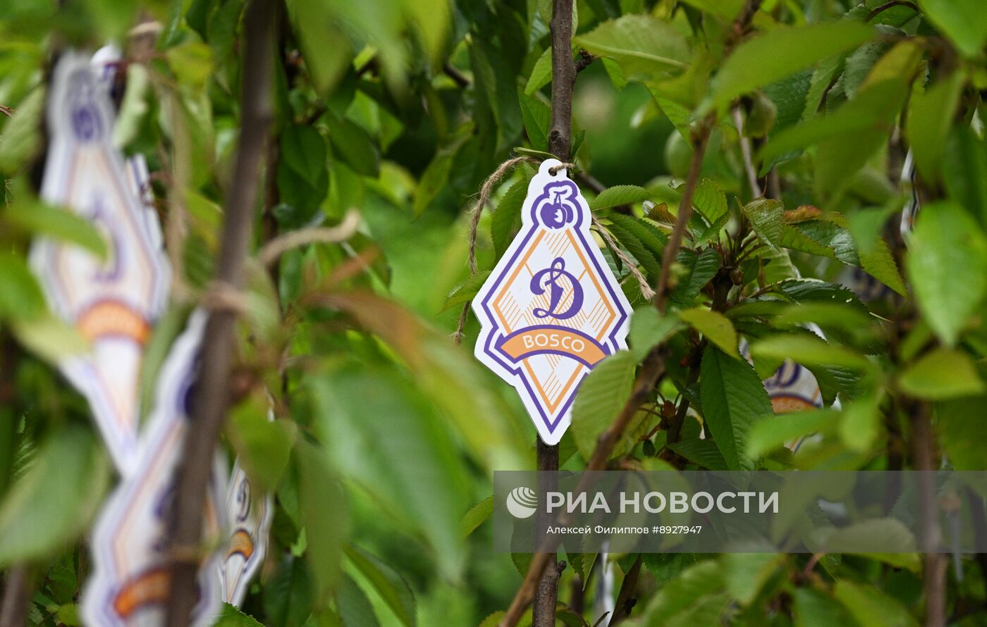 Посадка деревьев в рамках фестиваля "Черешневый лес"