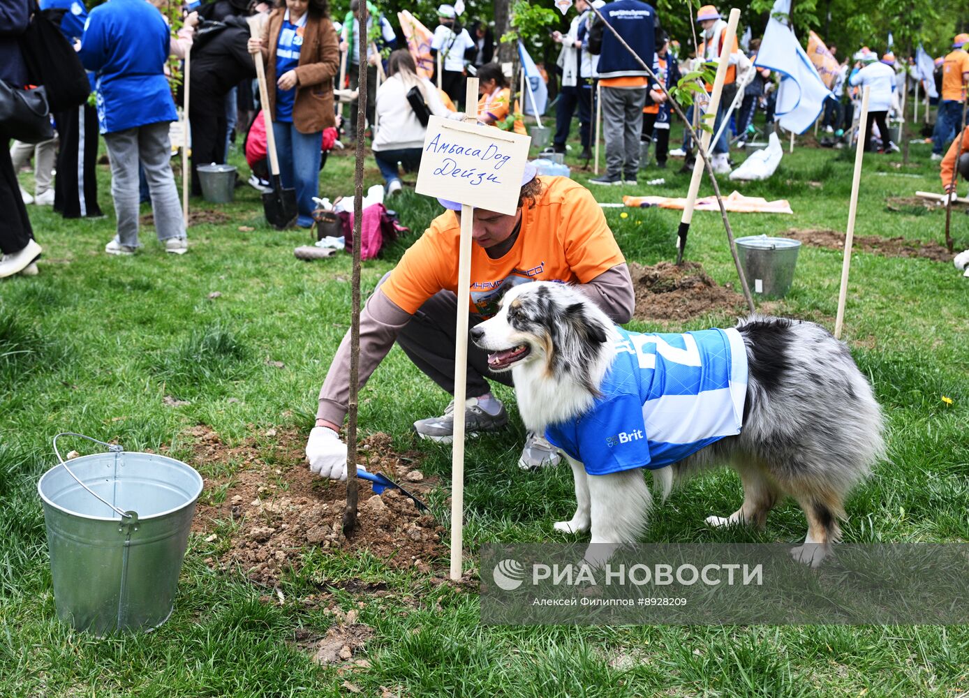 Посадка деревьев в рамках фестиваля "Черешневый лес"