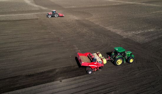 Посадка картофеля в Красноярском крае