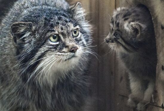 В Новосибирском зоопарке родились манулы