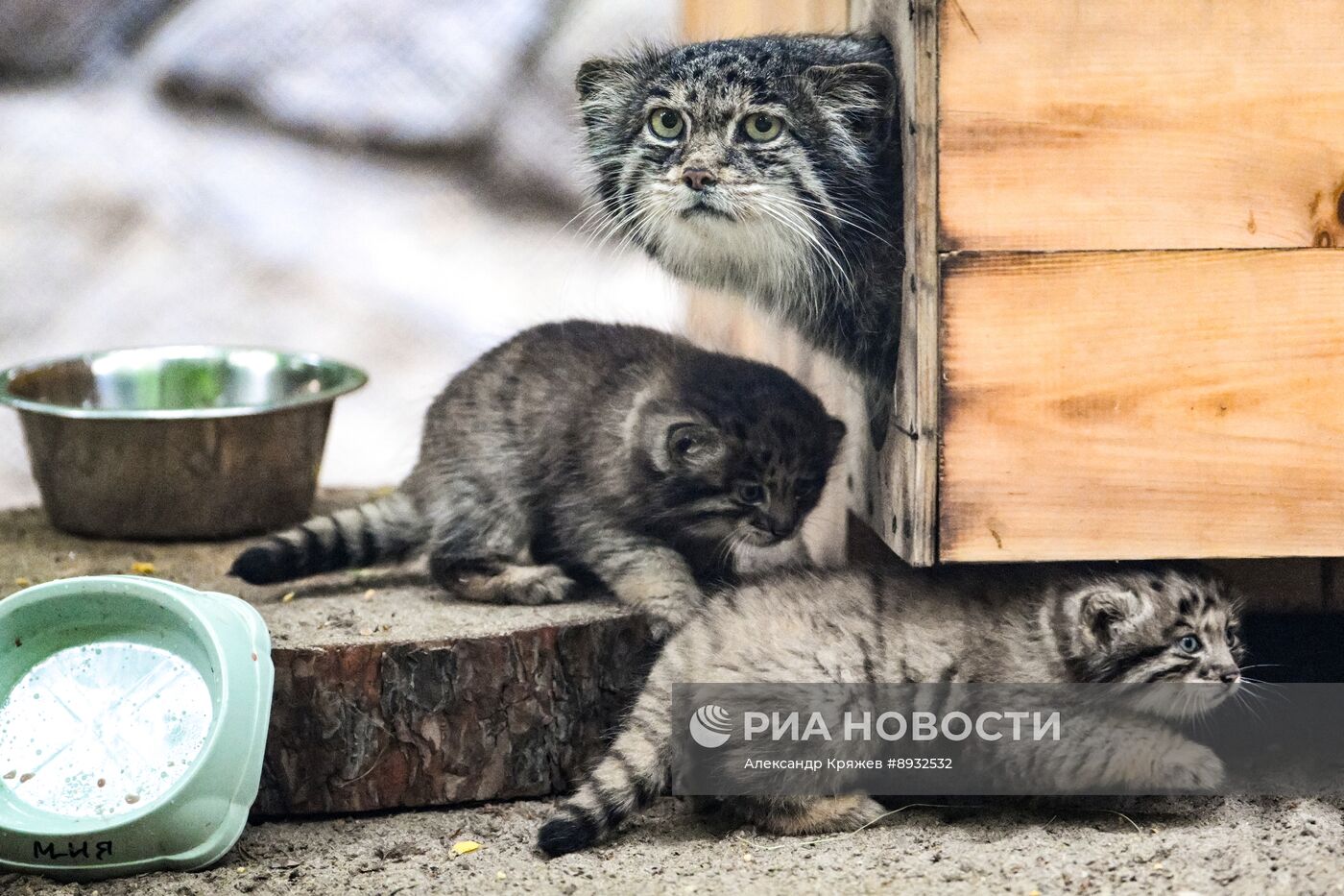 В Новосибирском зоопарке родились манулы