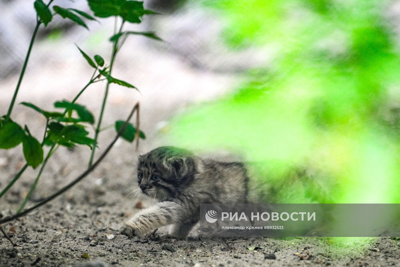 В Новосибирском зоопарке родились манулы