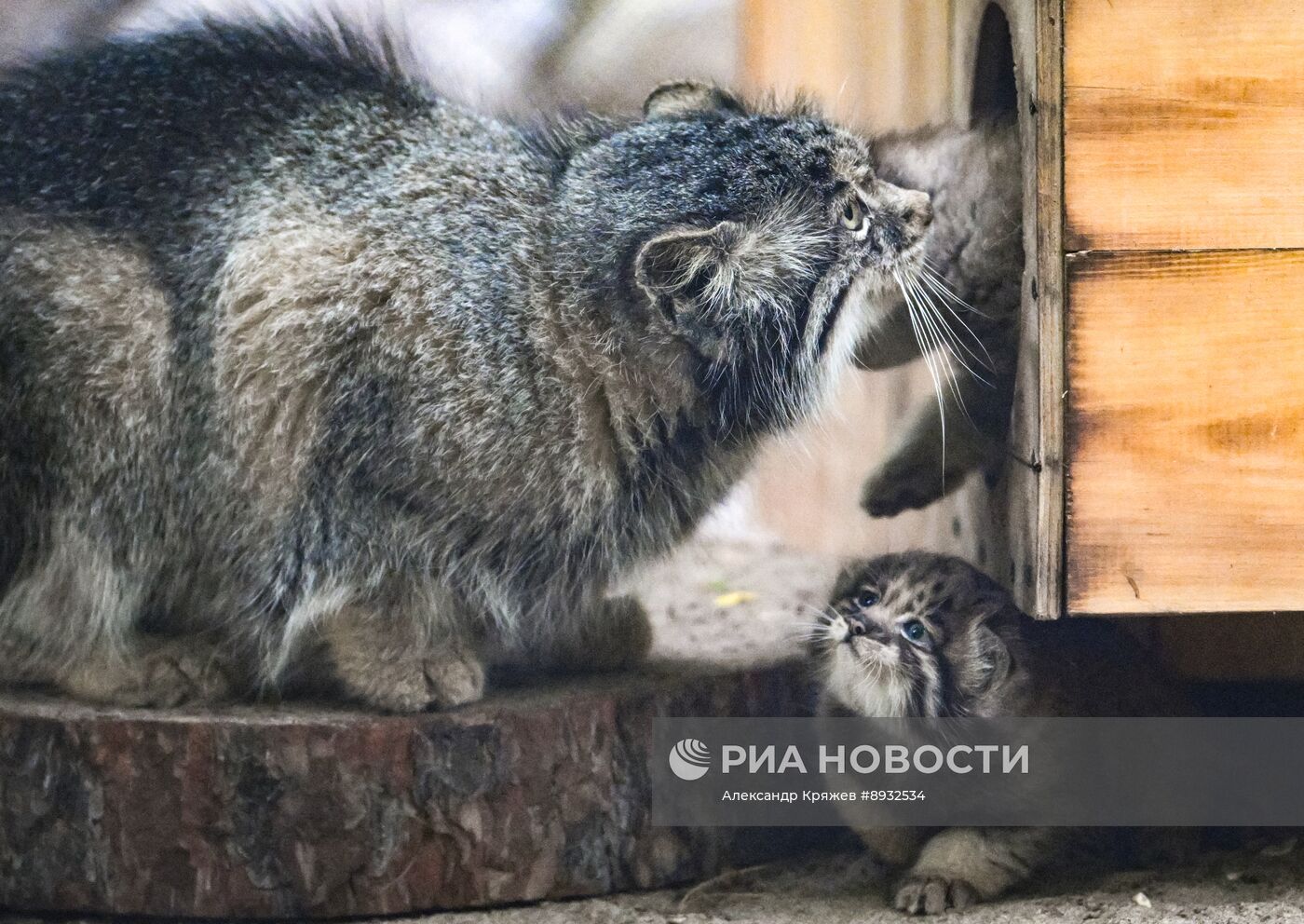 В Новосибирском зоопарке родились манулы