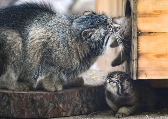 В Новосибирском зоопарке родились манулы