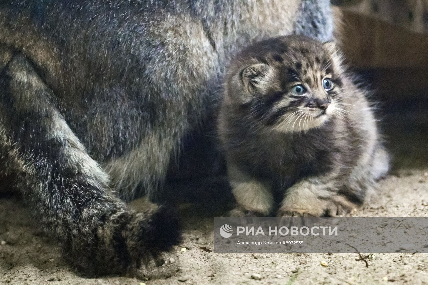 В Новосибирском зоопарке родились манулы