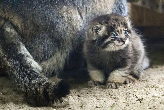 В Новосибирском зоопарке родились манулы