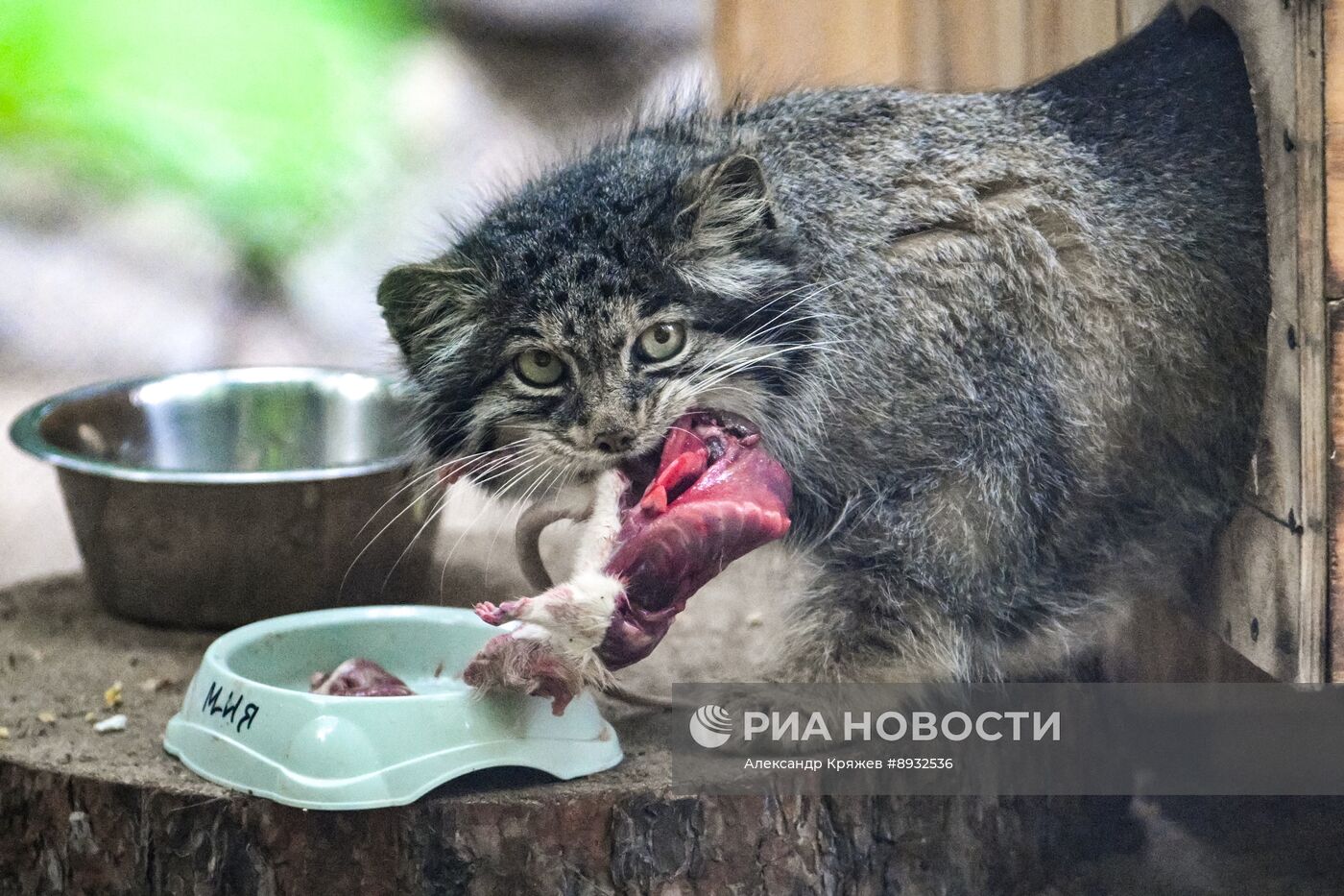 В Новосибирском зоопарке родились манулы