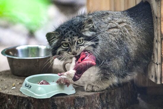 В Новосибирском зоопарке родились манулы