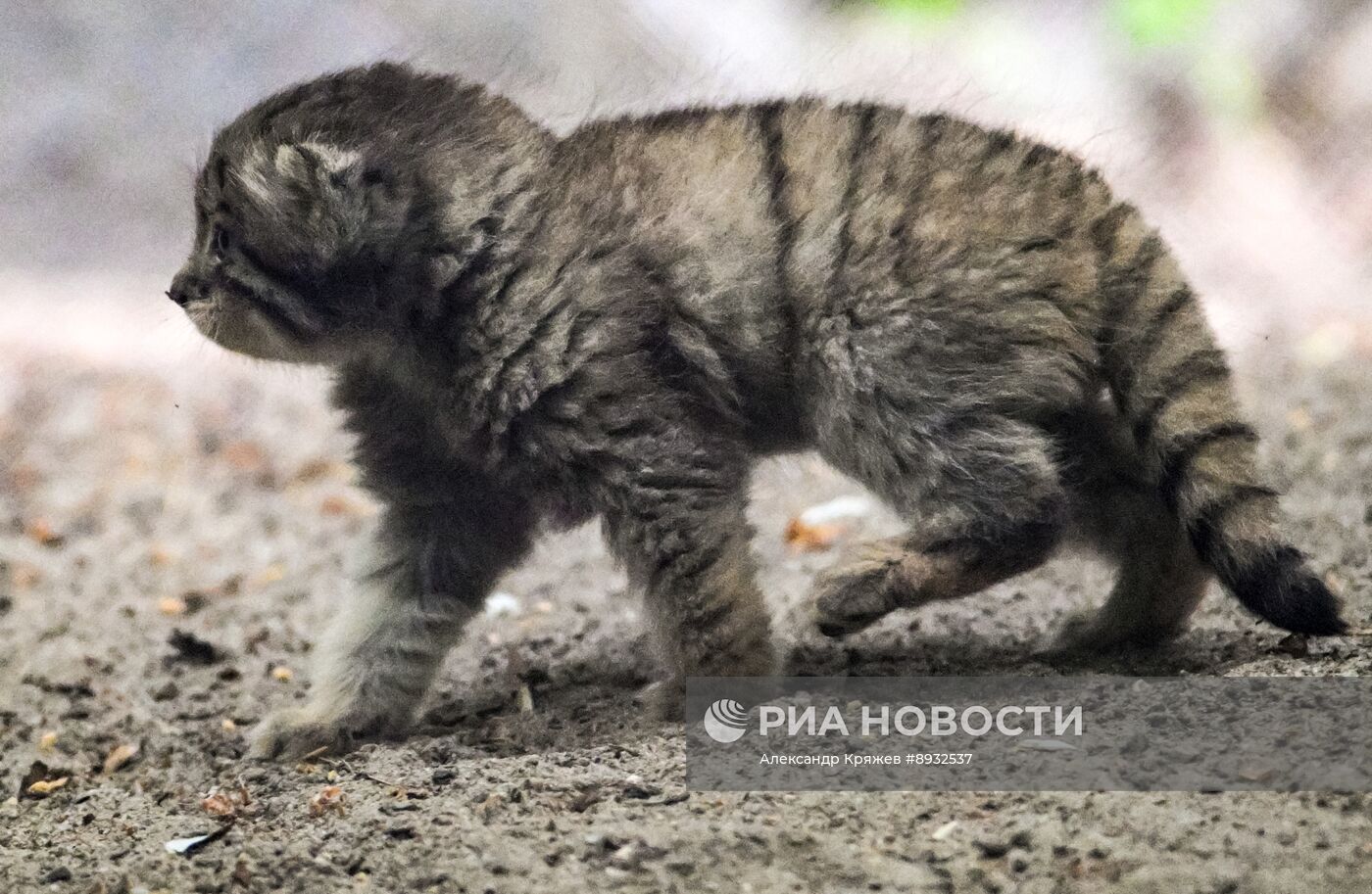В Новосибирском зоопарке родились манулы