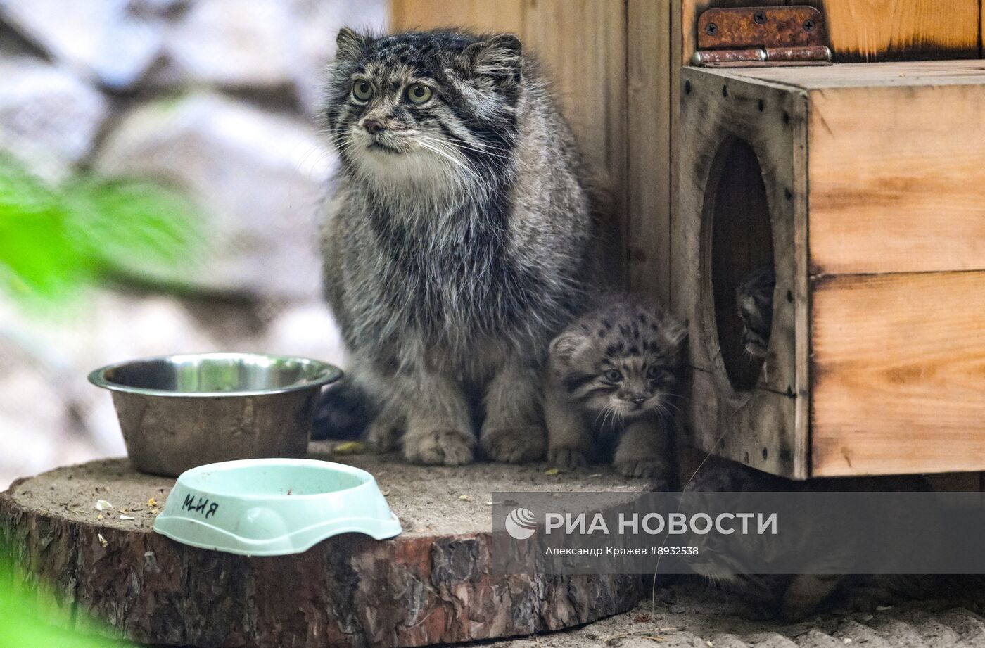 В Новосибирском зоопарке родились манулы