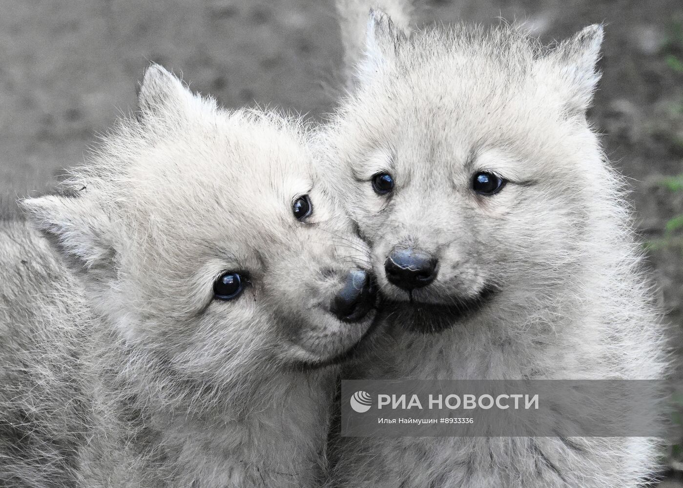 Полярные волчата родились в парке флоры и фауны "Роев ручей"