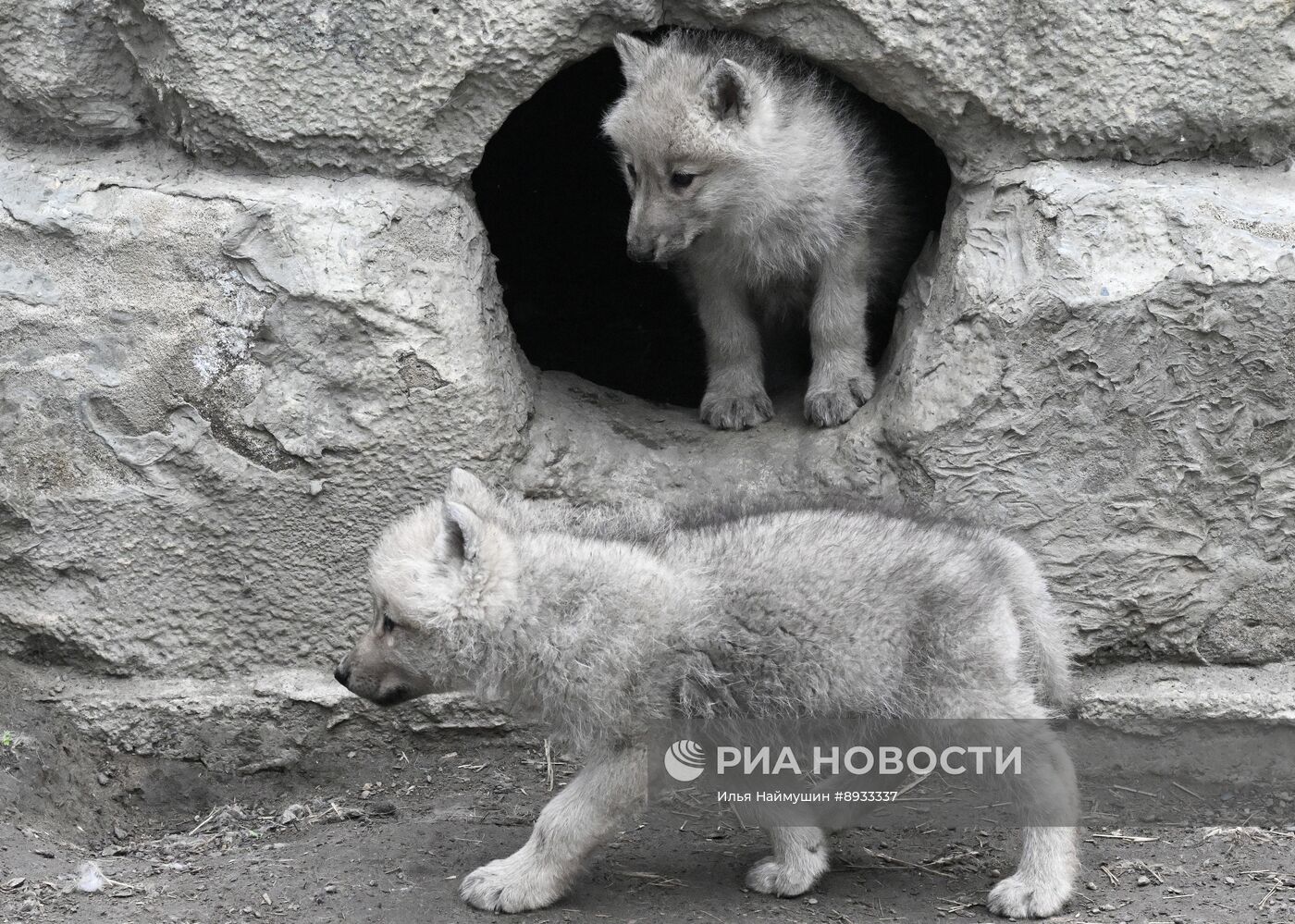 Полярные волчата родились в парке флоры и фауны "Роев ручей"