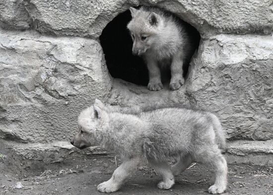 Полярные волчата родились в парке флоры и фауны "Роев ручей"