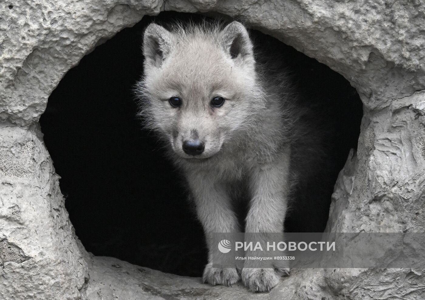 Полярные волчата родились в парке флоры и фауны "Роев ручей"