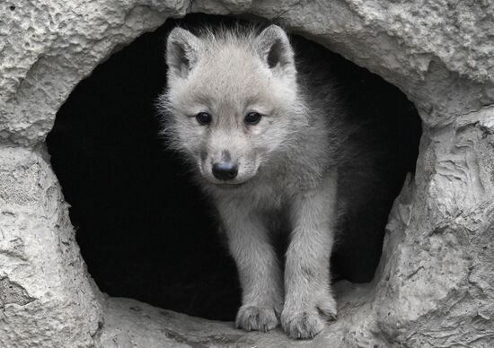 Полярные волчата родились в парке флоры и фауны "Роев ручей"