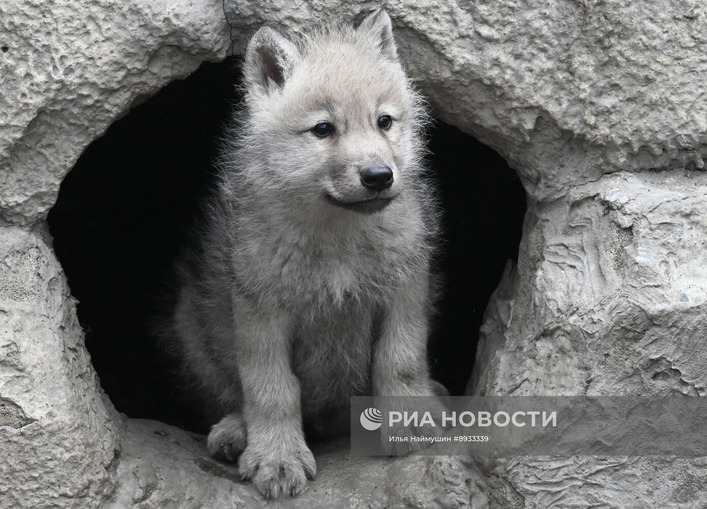 Полярные волчата родились в парке флоры и фауны "Роев ручей"