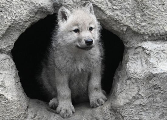 Полярные волчата родились в парке флоры и фауны "Роев ручей"