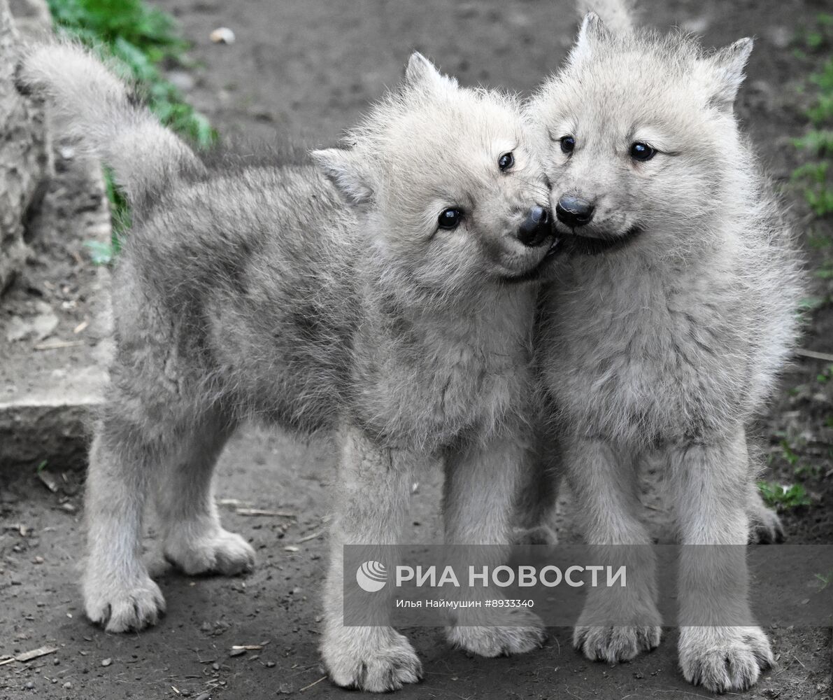 Полярные волчата родились в парке флоры и фауны "Роев ручей"