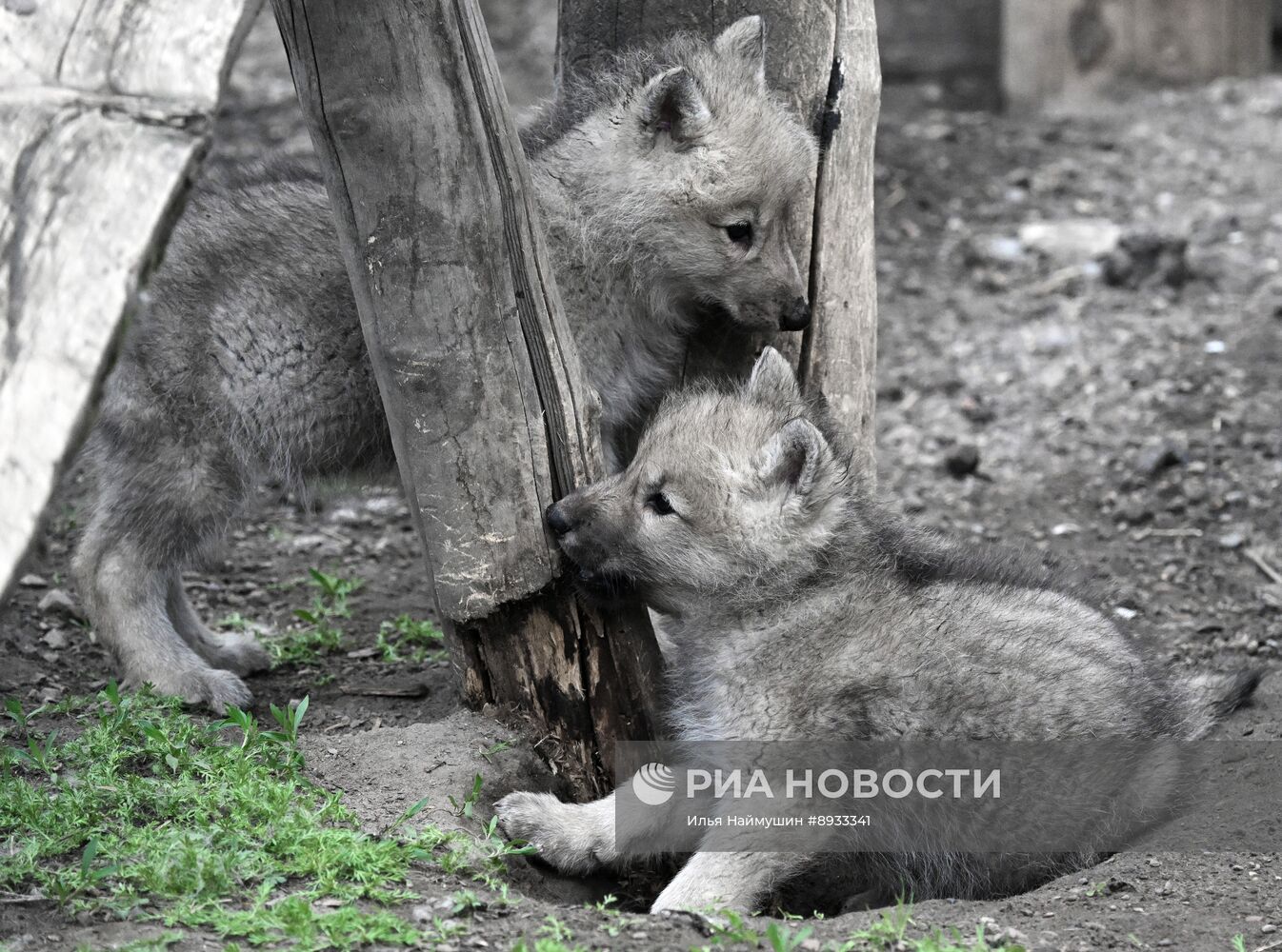 Полярные волчата родились в парке флоры и фауны "Роев ручей"
