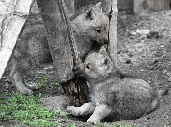 Полярные волчата родились в парке флоры и фауны "Роев ручей"