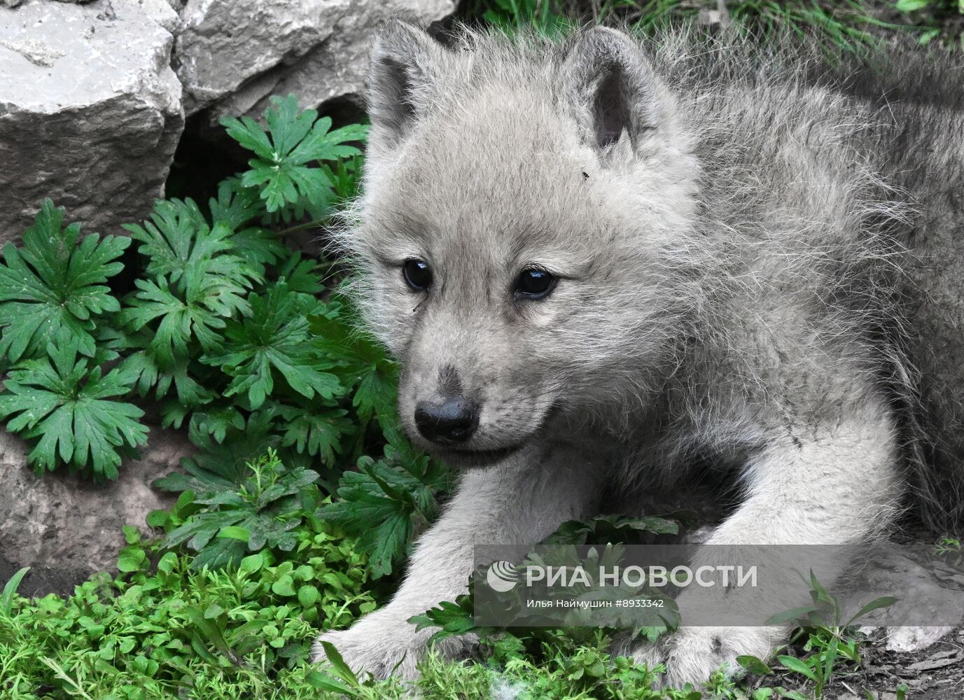 Полярные волчата родились в парке флоры и фауны "Роев ручей"