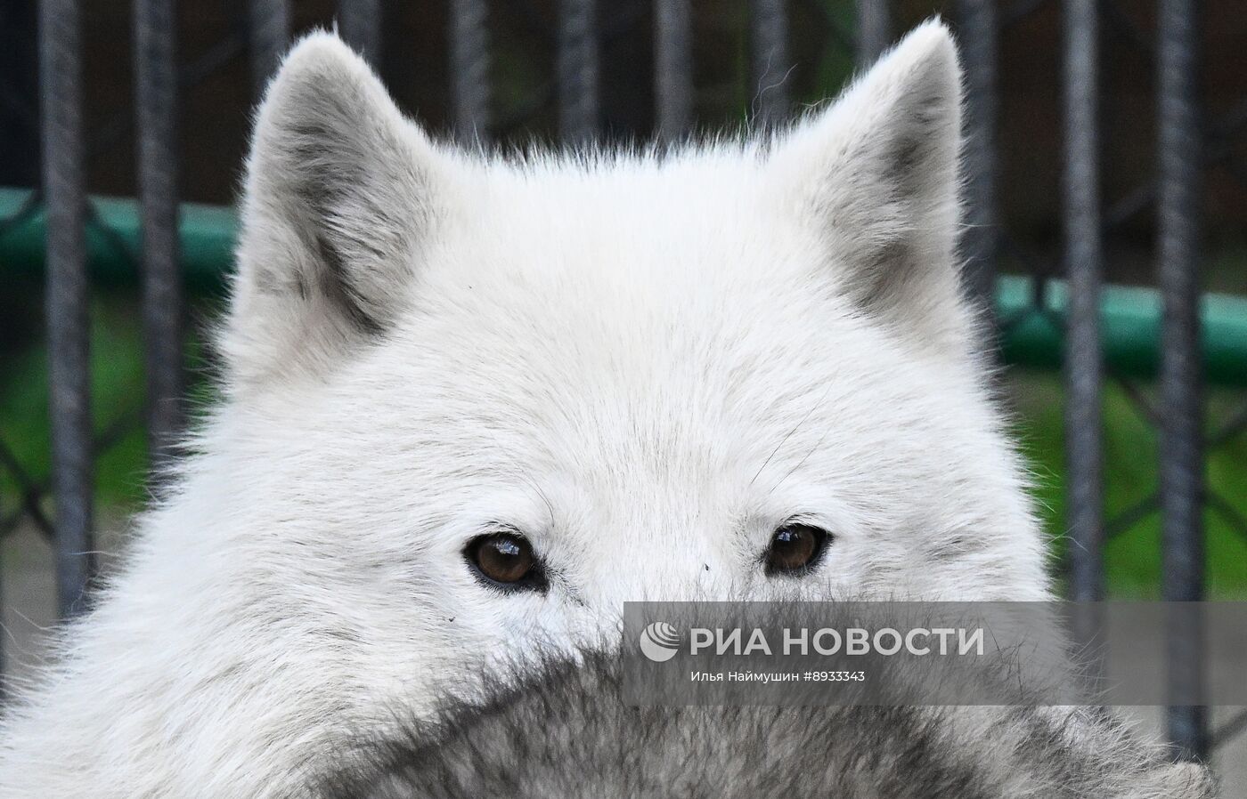 Полярные волчата родились в парке флоры и фауны "Роев ручей"