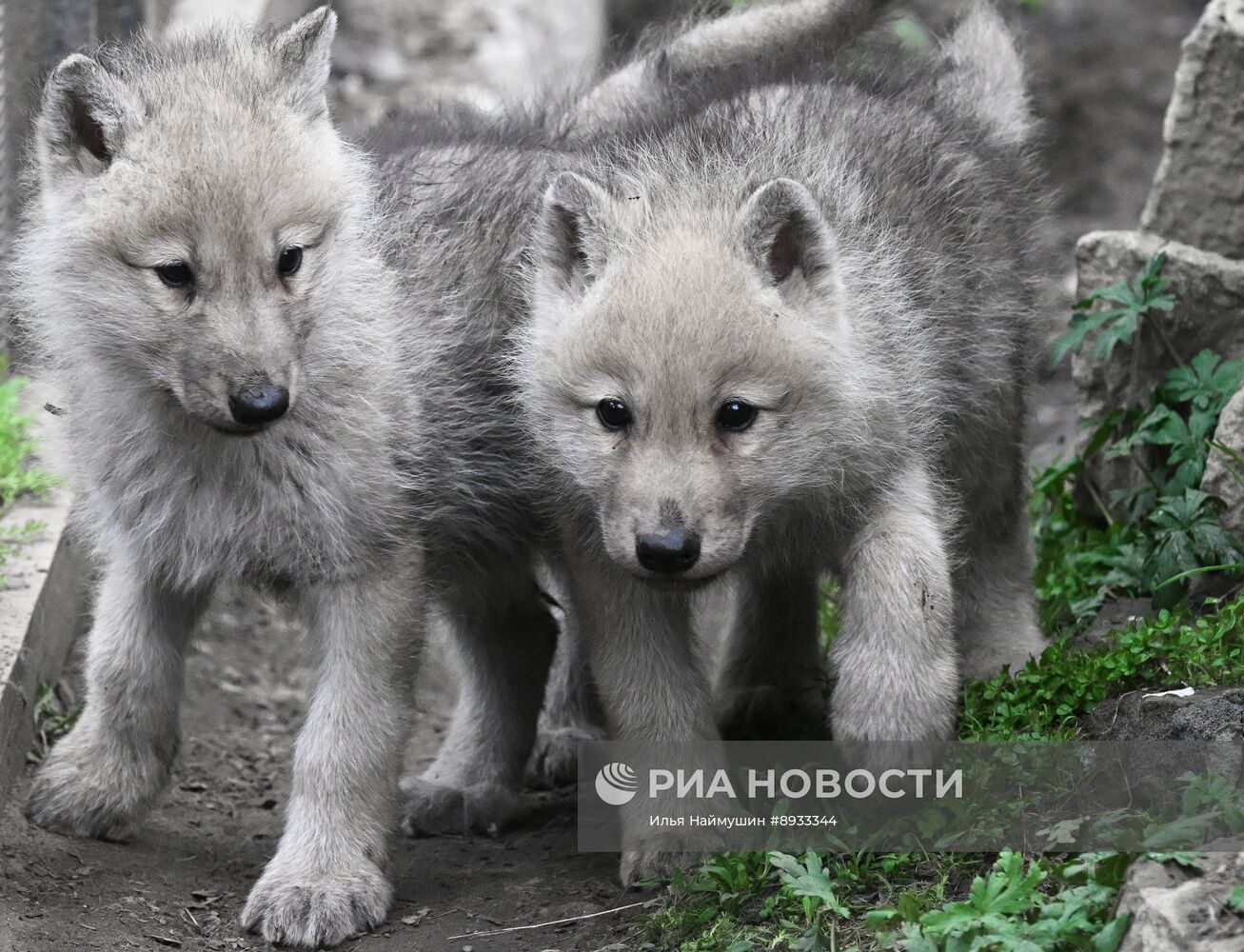 Полярные волчата родились в парке флоры и фауны "Роев ручей"