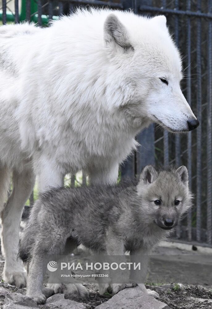 Полярные волчата родились в парке флоры и фауны "Роев ручей"