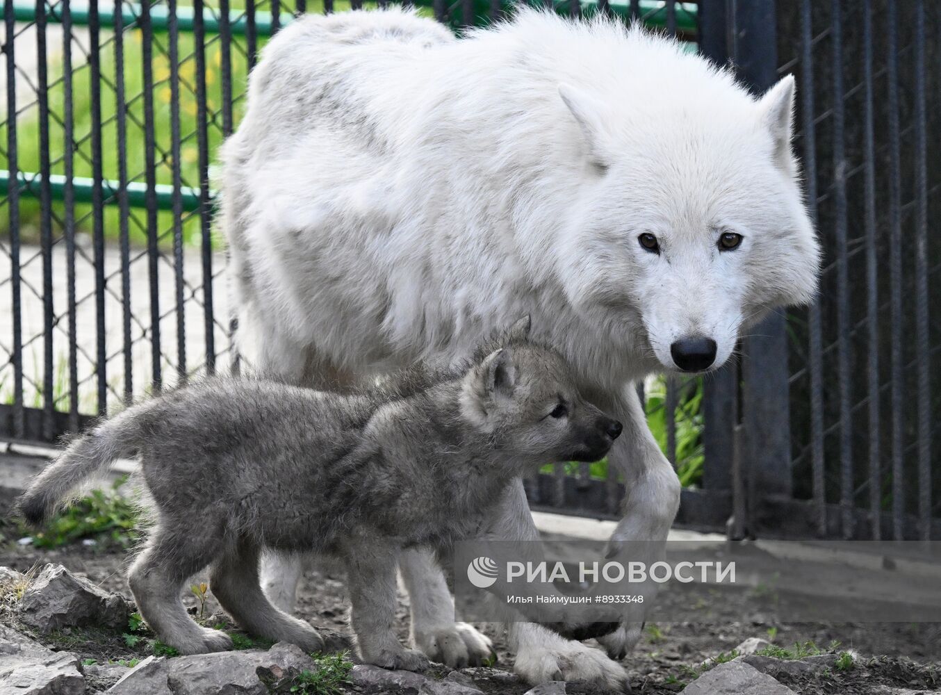 Полярные волчата родились в парке флоры и фауны "Роев ручей"