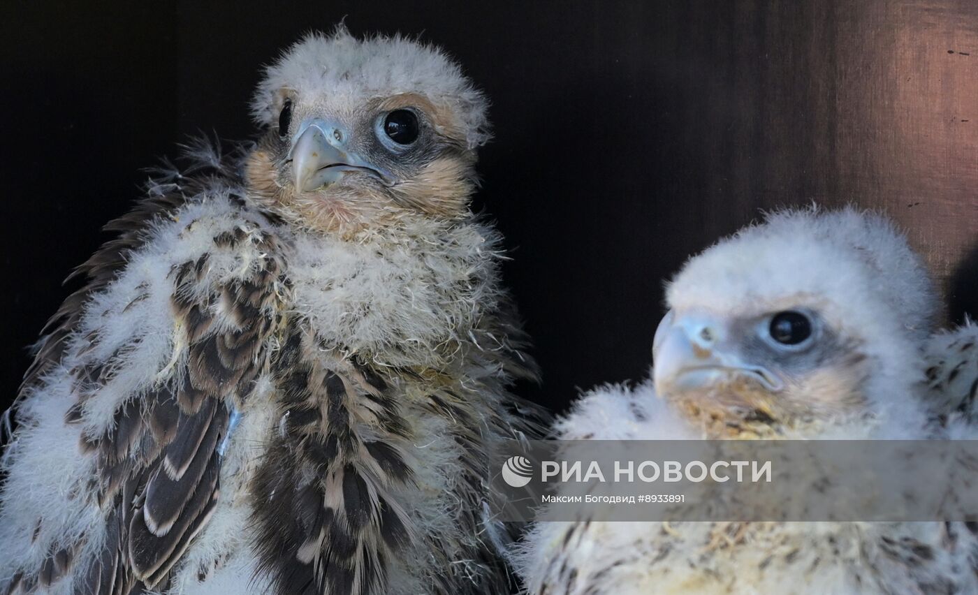 Проект по возрождению популяции сокола-балобана в Татарстане