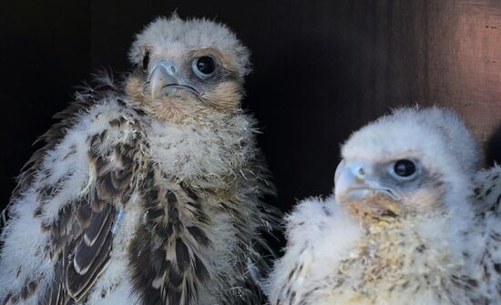 Проект по возрождению популяции сокола-балобана в Татарстане