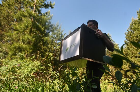Проект по возрождению популяции сокола-балобана в Татарстане