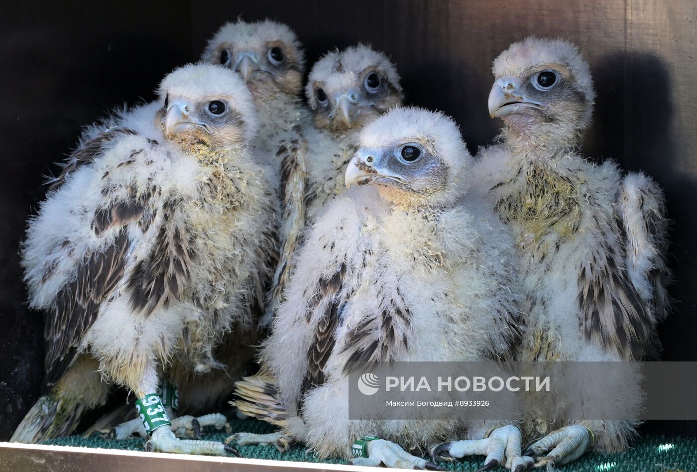 Проект по возрождению популяции сокола-балобана в Татарстане