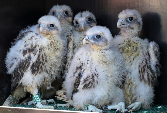 Проект по возрождению популяции сокола-балобана в Татарстане