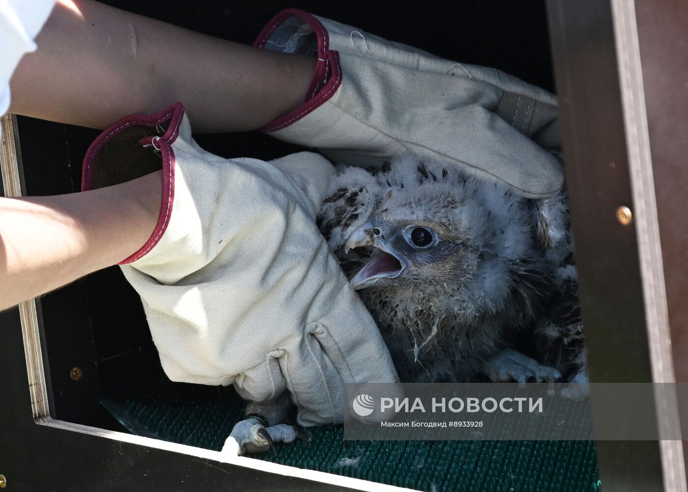 Проект по возрождению популяции сокола-балобана в Татарстане