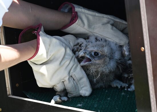 Проект по возрождению популяции сокола-балобана в Татарстане