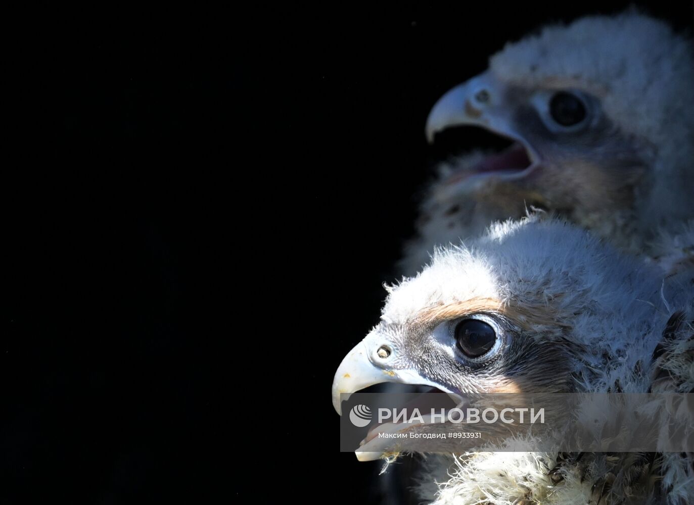 Проект по возрождению популяции сокола-балобана в Татарстане