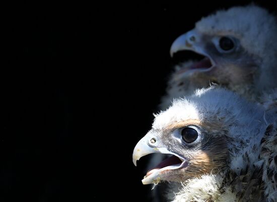 Проект по возрождению популяции сокола-балобана в Татарстане