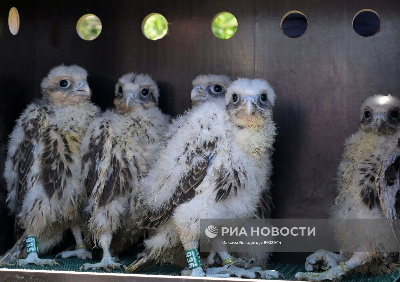 Проект по возрождению популяции сокола-балобана в Татарстане