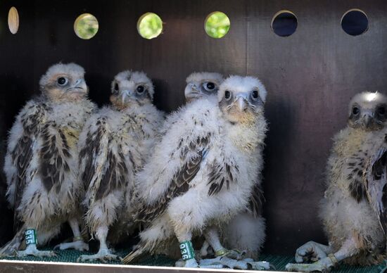 Проект по возрождению популяции сокола-балобана в Татарстане