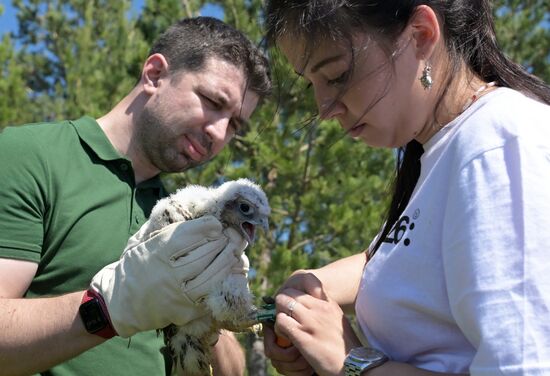 Проект по возрождению популяции сокола-балобана в Татарстане