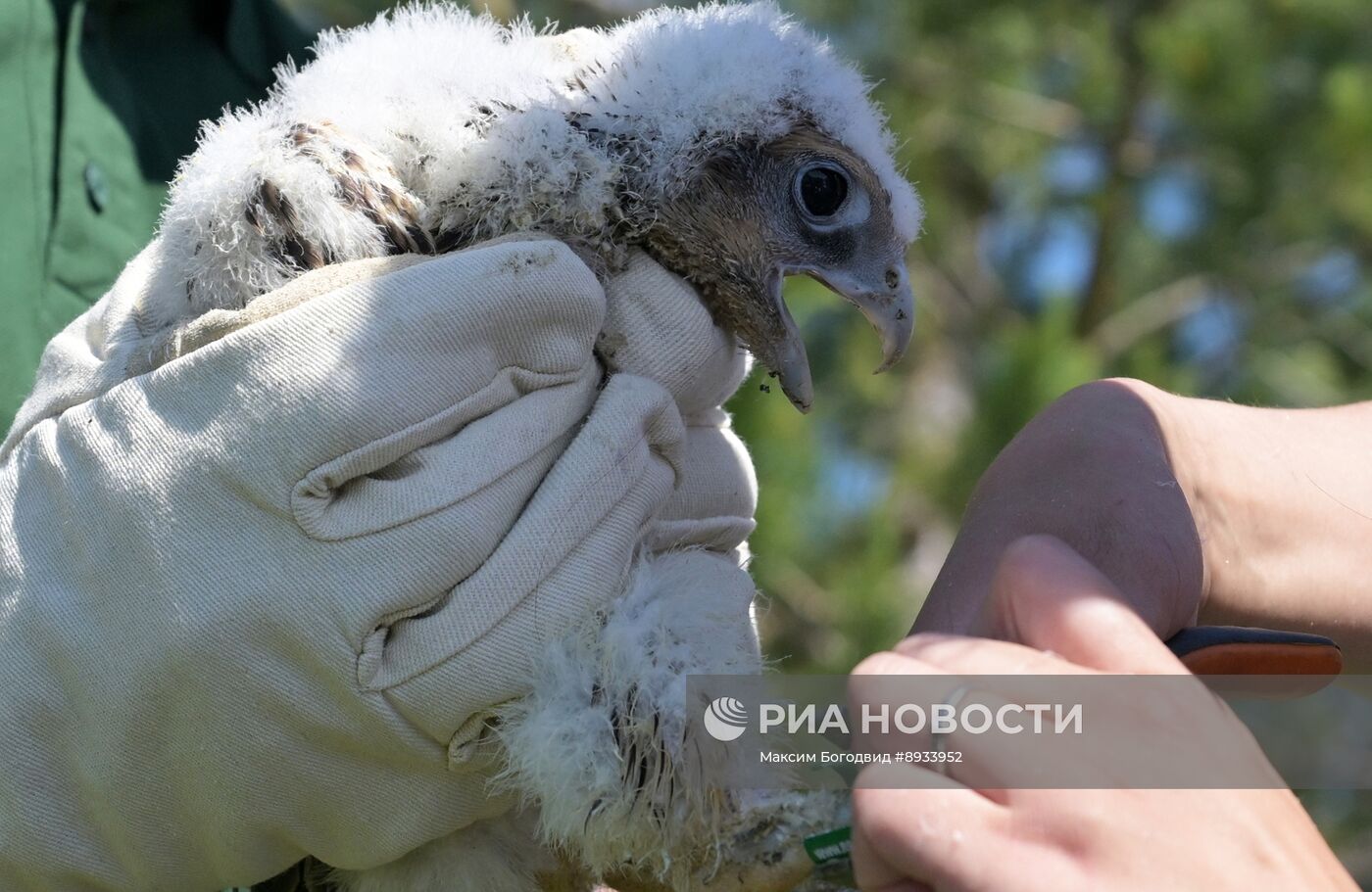 Проект по возрождению популяции сокола-балобана в Татарстане