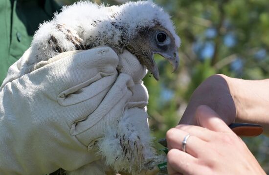 Проект по возрождению популяции сокола-балобана в Татарстане