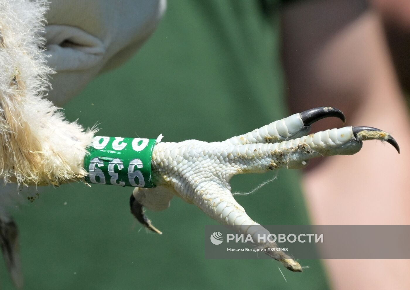 Проект по возрождению популяции сокола-балобана в Татарстане