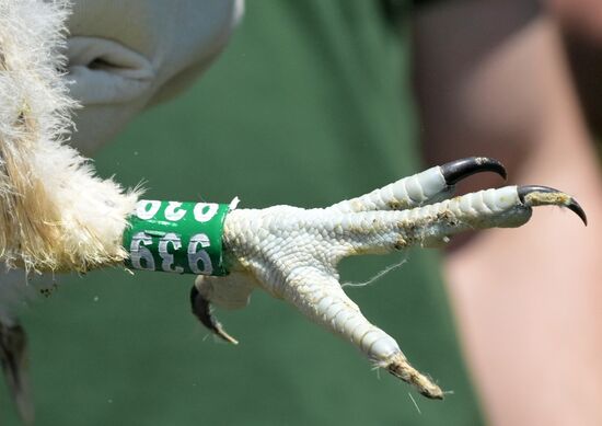 Проект по возрождению популяции сокола-балобана в Татарстане