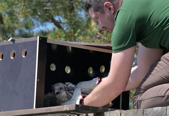 Проект по возрождению популяции сокола-балобана в Татарстане